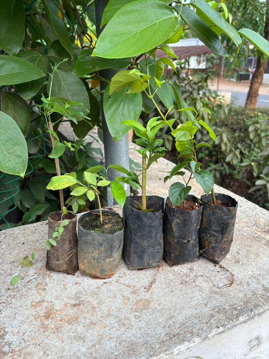 5 Flowering Combo 595/- Golden cascade, Wynorg Trumpet Vine,  Cats claw, ,Yesterday today, Manimulla in Poly bags