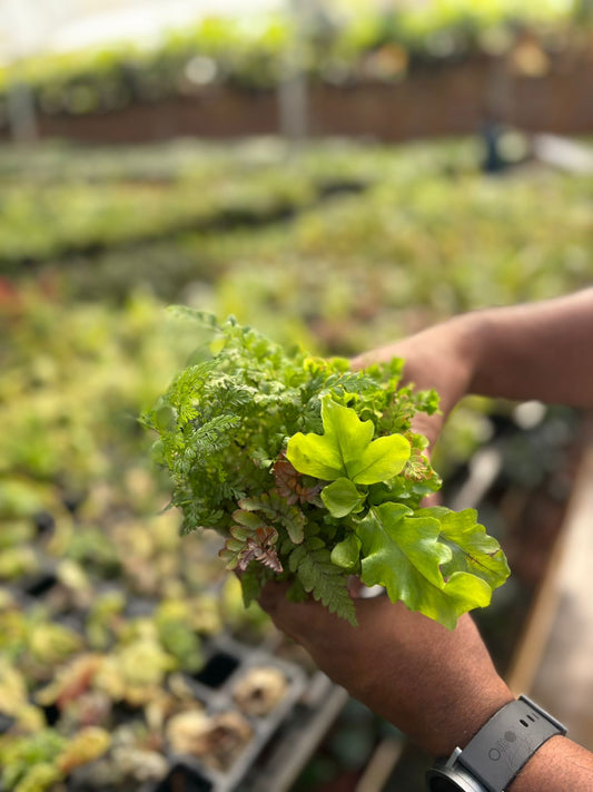 5 RARE EXOTIC FERN COMBO 845/-  IN JIFFY BAGS