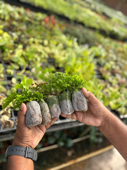 5 RARE EXOTIC FERN COMBO 845/-  IN JIFFY BAGS