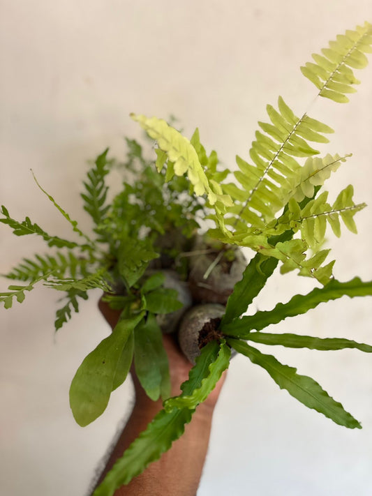 5 EXOTIC FERN COMBO 590 IN JIFFY BAGS