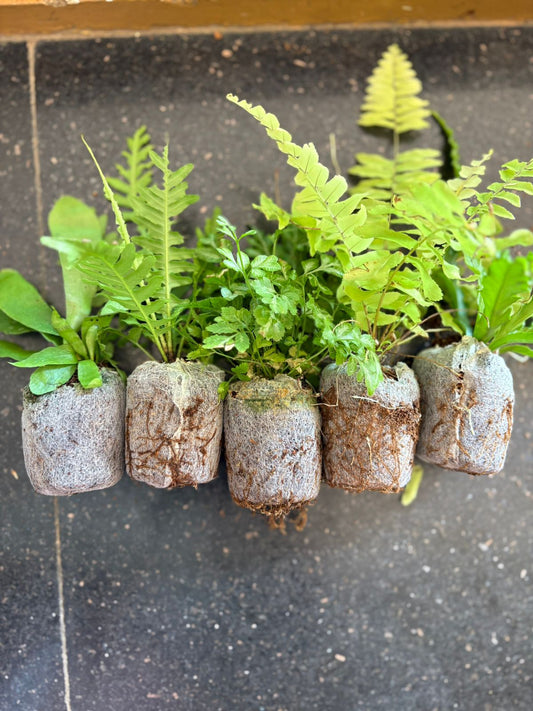 5 EXOTIC FERN COMBO 590 IN JIFFY BAGS