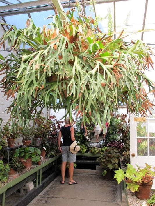 STAGHORN FERN IN POT