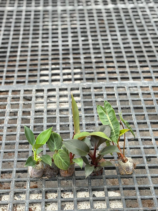 Beginners' Philodendron Combo-5 PLANTS -590/-