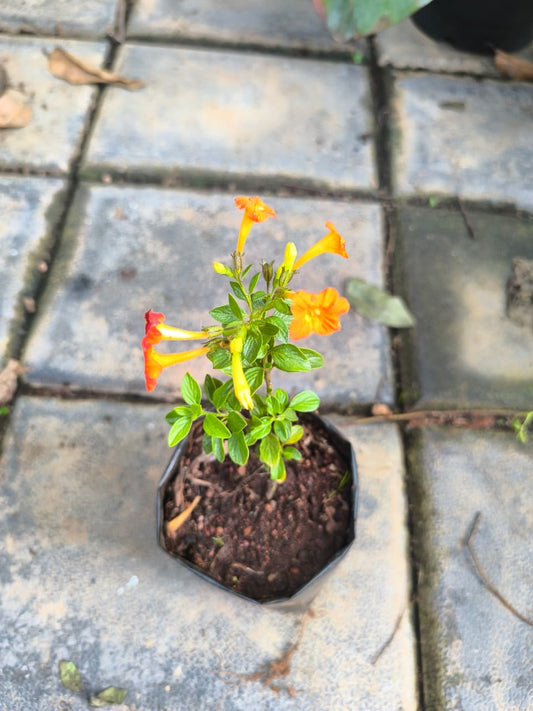 Fire Bush Rooted Plant in Nurserybag,single