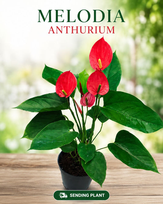 FLOWERING ANTHURIUM MELODIA  BUSHY POT WITH FLOWERS