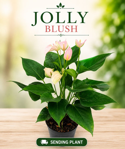 FLOWERING ANTHURIUM JOLI BLUSH BUSHY POT WITH FLOWERS