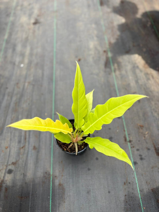 Philodendron PLUTO GOLD in 3" pot