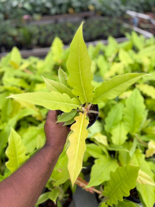 Philodendron PLUTO GOLD in 3" pot