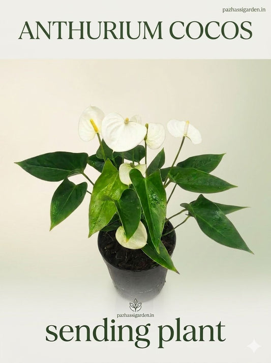 FLOWERING ANTHURIUM COCOS  BUSHY POT WITH FLOWERS