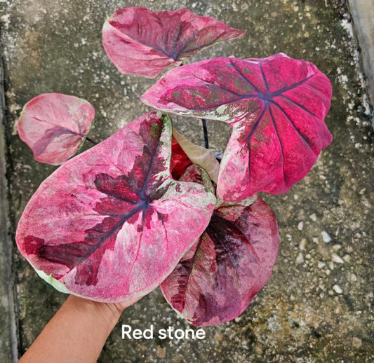 Thai Dwarf Caladium RED STONE Sprouted Bulb in paper bag