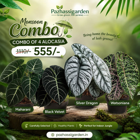 monsoon  ALOCASIA  COMBO 525