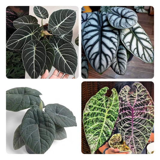 monsoon  ALOCASIA  COMBO 525
