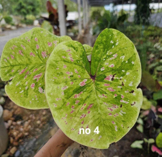 Thai Dwarf Caladium  CLONE NO 4 Sprouted Bulb in paper bag