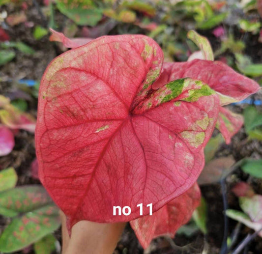 Thai Dwarf Caladium  CLONE NO 11 Sprouted Bulb in paper bag