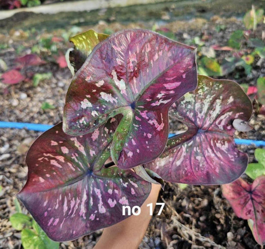 Thai Dwarf Caladium  CLONE NO 17 Sprouted Bulb in paper bag