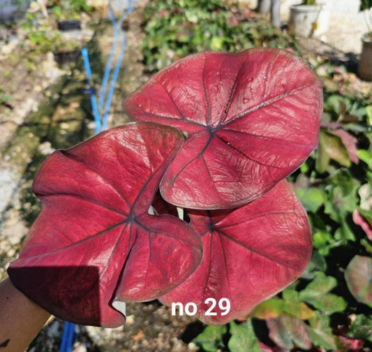 Thai Dwarf Caladium  CLONE NO 29 Sprouted Bulb in paper bag