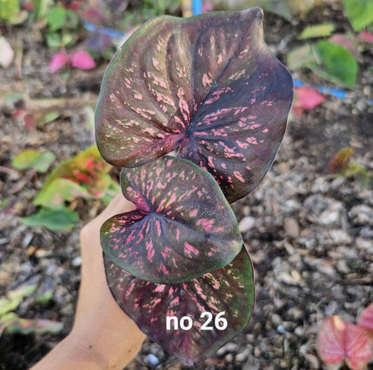 Thai Dwarf Caladium  CLONE NO 26 Sprouted Bulb in paper bag