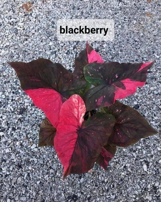 Thai Dwarf Caladium  BLACK BERRY Sprouted Bulb in paper bag