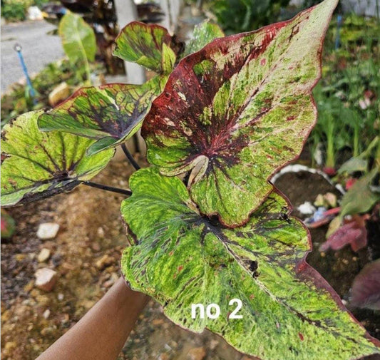 Thai Dwarf Caladium  CLONE NO 2 Sprouted Bulb in paper bag