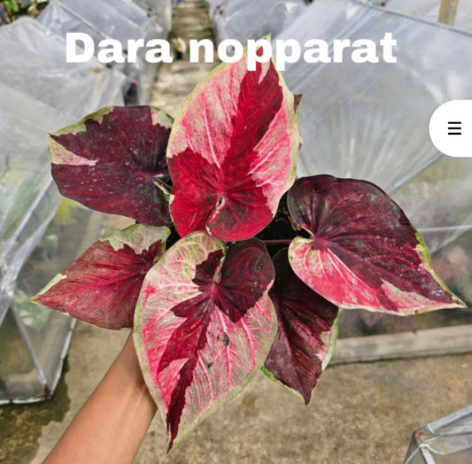 Thai Dwarf Caladium  dara nopparat Sprouted Bulb in paper bag