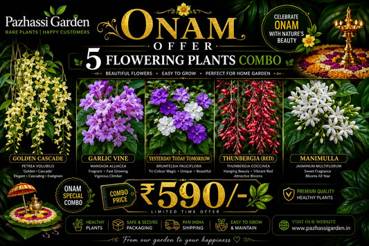 5 Flowering Onam Offer Combo 590-GOLDEN CASCADE,MANIMULLA,YESTERSAY TODAY,THUNBERGIA, Garlic vine in Poly bags ONAM OFFER