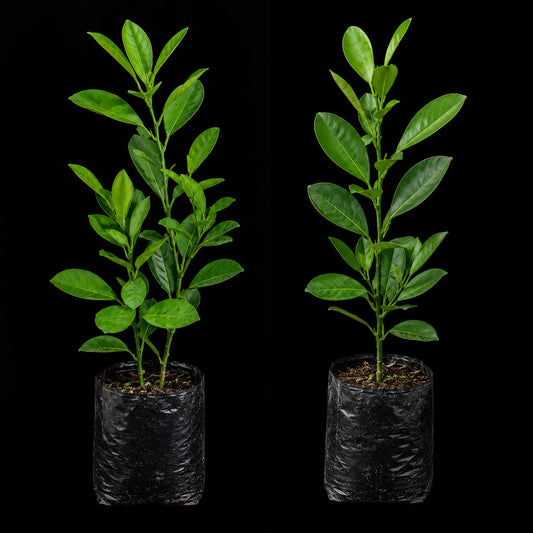 Bush Orange Onam Combo Pack of 2 Plants in Nursery Bags