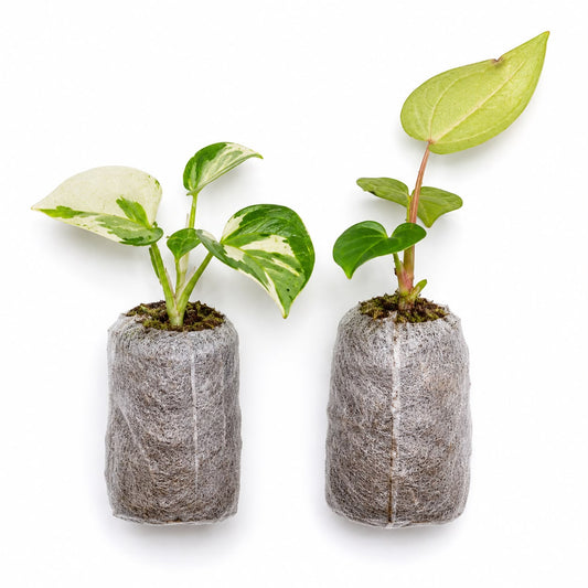 ANTHURIUM SURPRICE COMBO REGALE + VERIGATED ANTHURIUM IN JIFFY BAG ( BROWNI GIFT)