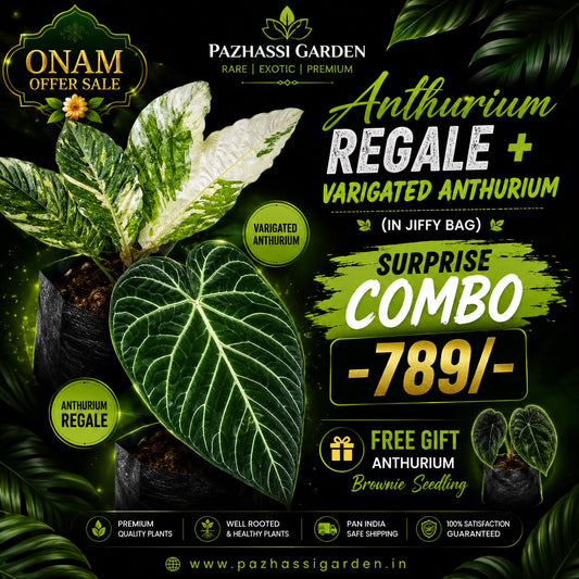 ANTHURIUM SURPRICE COMBO REGALE + VERIGATED ANTHURIUM IN JIFFY BAG ( BROWNI GIFT)