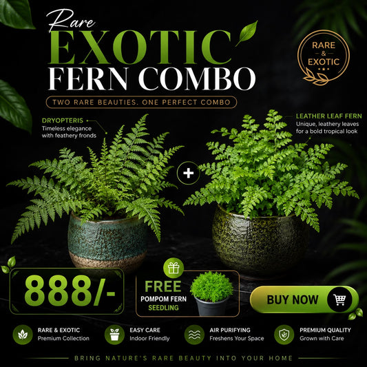 RARE EXOTIC FERN COMBO DRYOPTERIS + LEATHER LEAF IN 3" POT 888