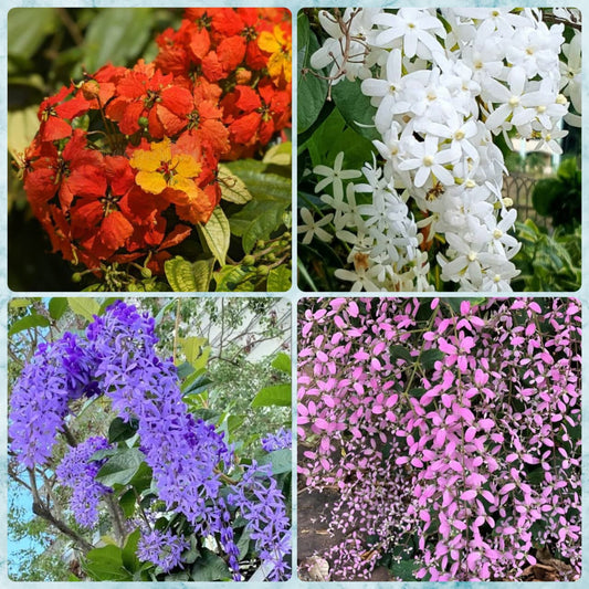 super flowering combo 829/- Bauhinia Coccinea, petria blue,congea,petria white in poly bag  in poly bag
