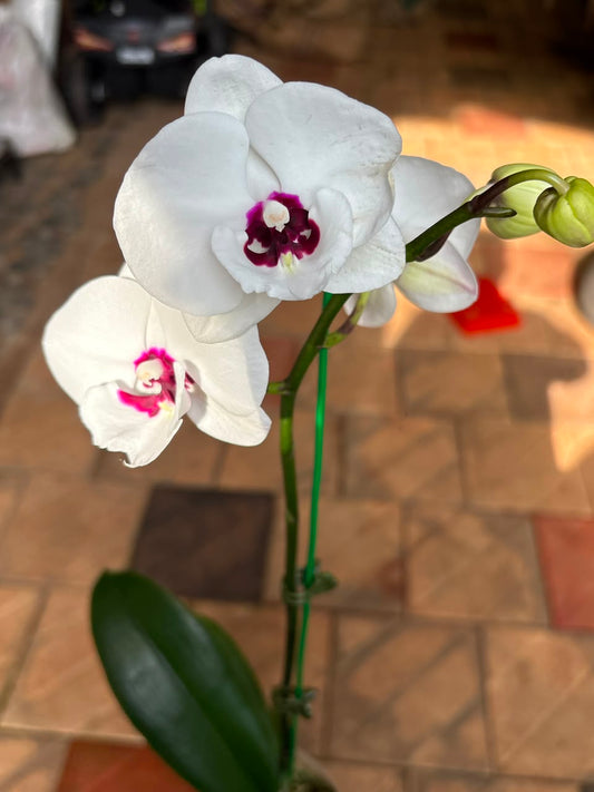 IMPORTED ORCHID PHALAENOPSIS 1224 WITH FLOWERS AND BUDS