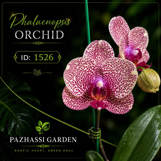 IMPORTED ORCHID PHALAENOPSIS 1526 WITH FLOWERS AND BUDS