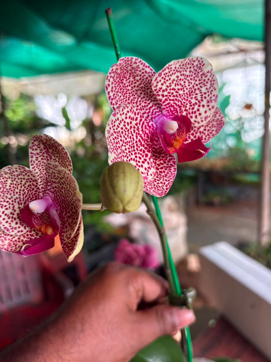 IMPORTED ORCHID PHALAENOPSIS 1526 WITH FLOWERS AND BUDS