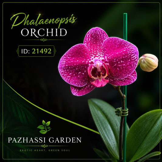 IMPORTED ORCHID PHALAENOPSIS 21492 WITH FLOWERS AND BUDS
