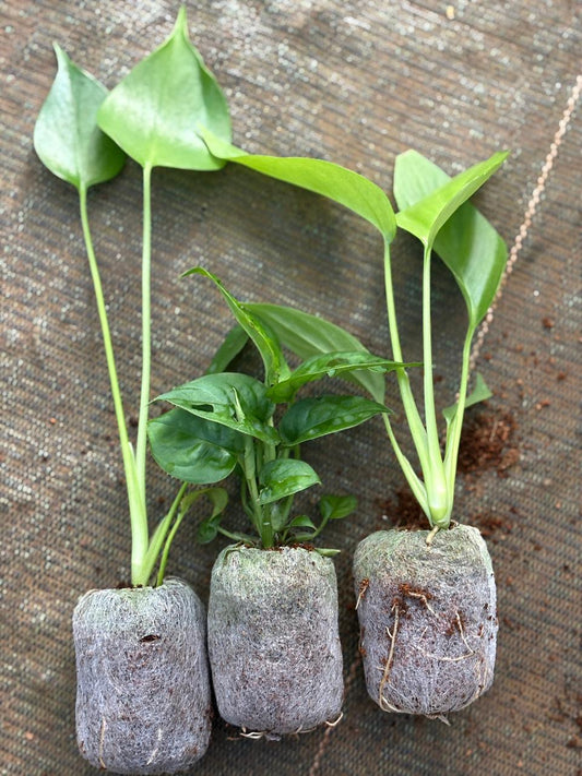MONSTERA COMBO 590 /- 3TYPES MONSTERA PLANTS IN JIFFY BAGS