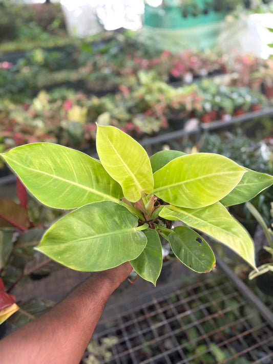 Moonshine Philodendron (pot size)