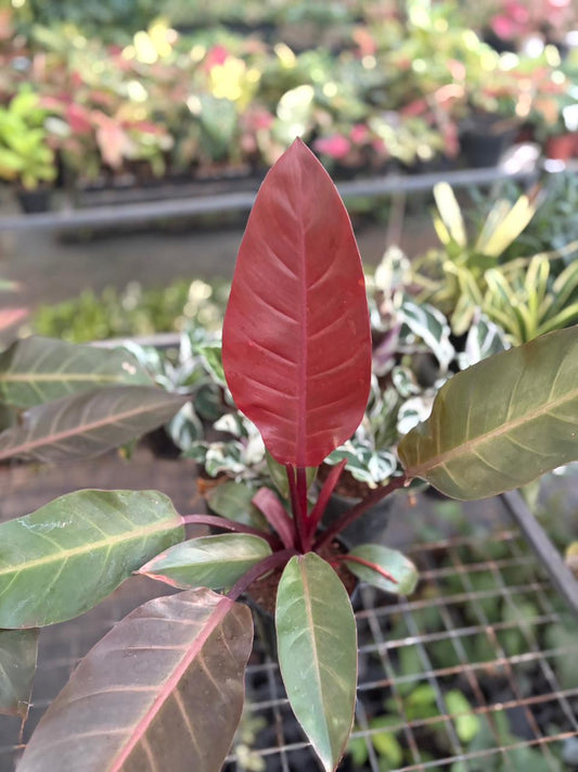 Chocolate Cardinal Philodendron (pot size)