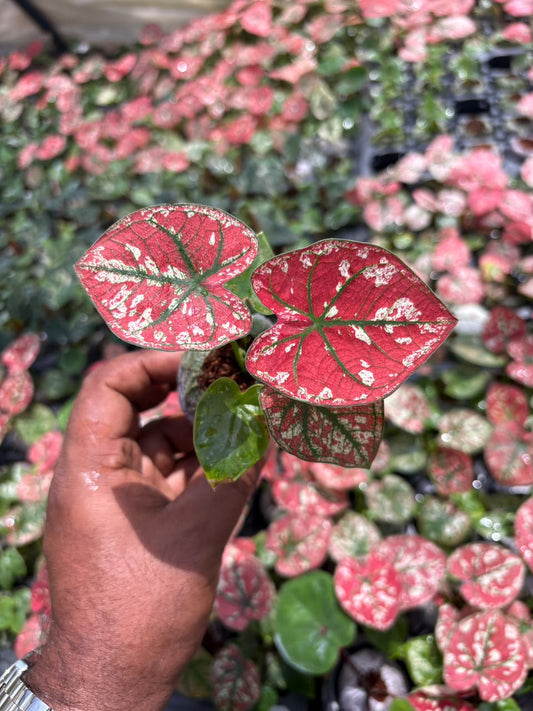 Rare Thai Dwarf Caladium sapling in jiffy bag