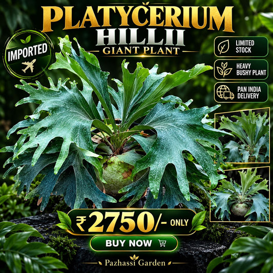 PLATYCERUM HILLI IMPORTED PLANT in 6 inch POT
