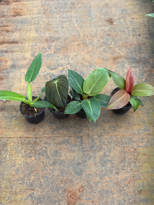 Rare PHILODENDRON COMBO 4 PLANTS in 3 inch POTS - 999