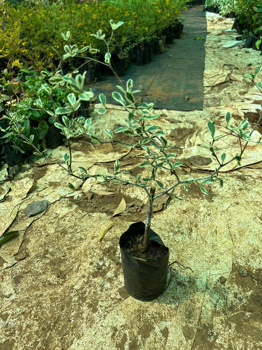 Terminalia Variegated Landscaping Tree 30-45 cm grafted plant