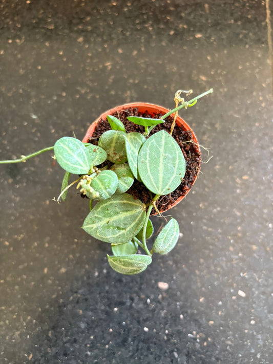 4 types Rare HOYA  COMBO 590 In 2 " pots ( Silver, Ovata, Variegated, Krohniana)