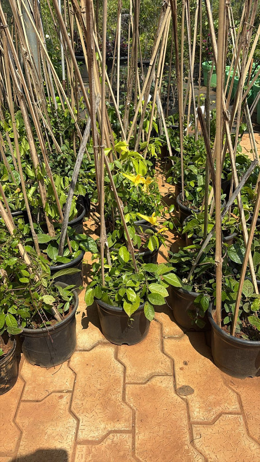 Cats Claw Matured Plant in 7-8 " Pot