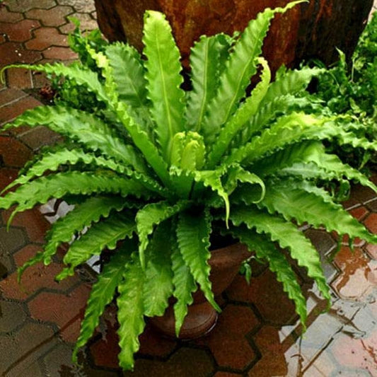 VICTORIA BIRD NEST FERN ( RUFFLED BIRD NEST) SMALL PLANT IN JIFFY BAG