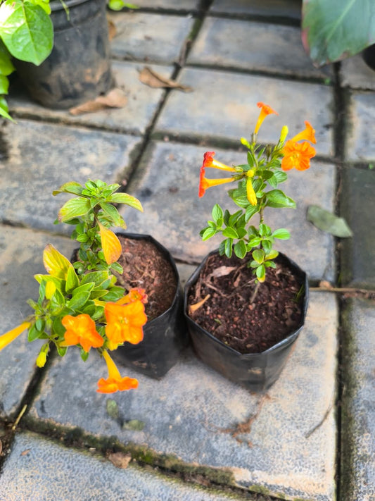 Fire Bush, Set of 2 Rooted Plants in Nurserybags