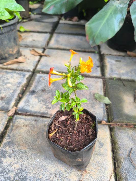 Fire Bush Rooted Plant in Nurserybag,single