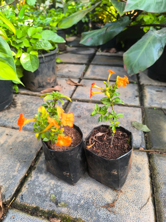 Fire Bush, Set of 2 Rooted Plants in Nurserybags