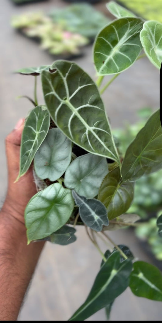 5 ALOCASIA COMBO 666/- IN JIFFY BAGs