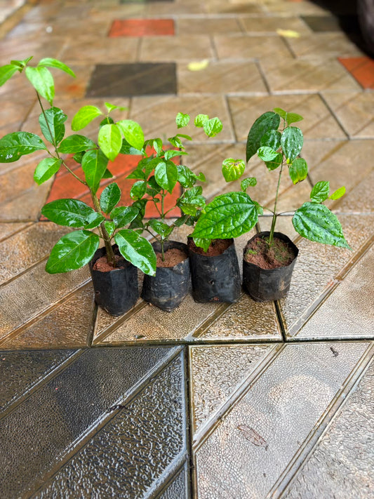Metro Flowering Combo - Thunbergia Normal, Manimulla, Garlic vine, Golden cascade / in Poly bags