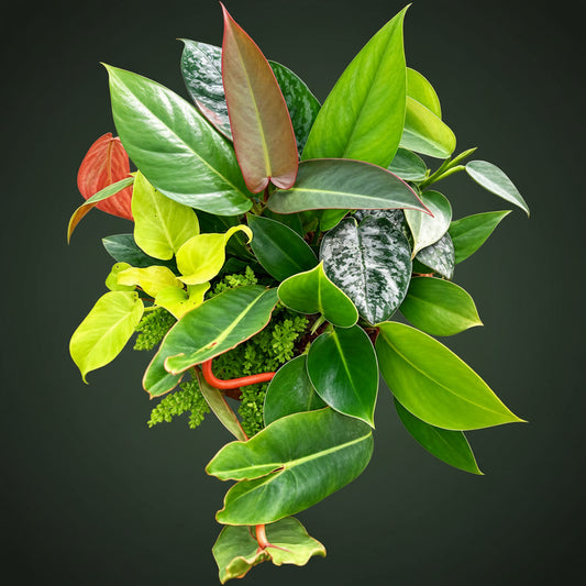 SUPER SAVING COMBO 1111/- ,11 INDOOR PLANTS IN JIFFY BAGS